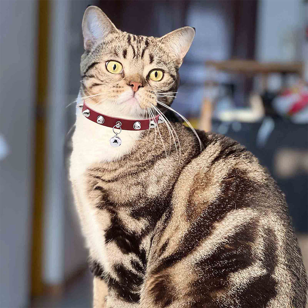 Leather Cat Collar With Bell D – обзор и цена D Ring Strap